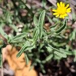 Pulicaria arabica Likasa