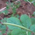 Cleome gynandra Frukt