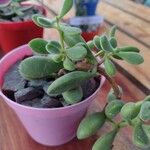 Crassula rogersii Yaprak