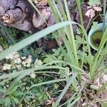 Cymbopogon citratus Blatt
