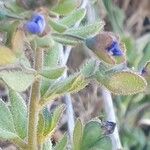 Veronica triphyllos 花