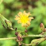 Lactuca canadensis Цветок