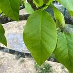 Magnolia acuminata 葉