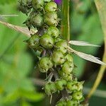 Linaria purpurea Ovoce