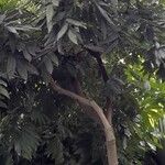 Dimocarpus longan عادت داشتن