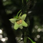 Guatteria amplifolia Floare