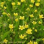 Ranunculus ophioglossifolius Libunga