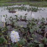 Pontederia rotundifolia Агульны выгляд