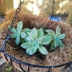 Graptopetalum paraguayense Yaprak