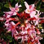 Rhododendron occidentaleFlower