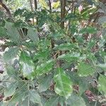 Leea guineensis Leaf