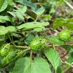 Passiflora foetida Vrucht