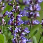 Salvia officinalis Flower