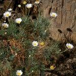 Argyranthemum foeniculaceum অভ্যাস