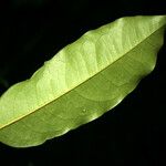 Diospyros tetrandra Yaprak