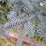 Abies procera Blatt