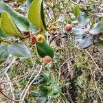 Myrceugenia exsucca Fruto