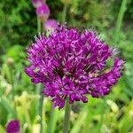 Allium giganteum പുഷ്പം