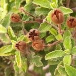 Cistus salviifolius Fuelha