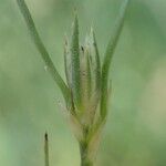 Juncus bufonius Fruto