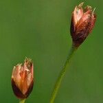 Juncus triglumis Frugt