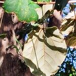 Pterospermum acerifolium Hoja