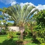 Dypsis decaryi Ліст