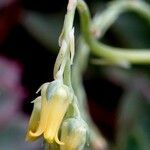 Echeveria pulidonis Other