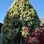 Cupressus arizonica Характер