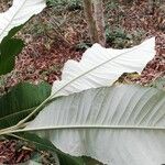 Vernonia brazzavillensis Blatt