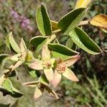 Ludwigia peruviana Flor