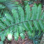 Cyathea arborea Övriga