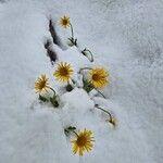 Doronicum grandiflorumFlor