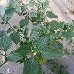 Solanum nigrum Leaf