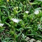 Delosperma steytlerae Floro