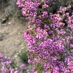 Erica australis Blomst