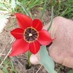Tulipa agenensis Kukka