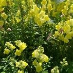 Antirrhinum latifoliumBlomst