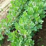 Vicia faba Blad