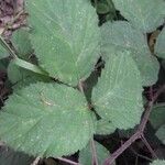 Rubus vestitus Blatt