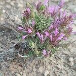 Thymus longiflorus Leaf