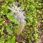 Phyteuma spicatum Flower