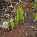 Pseudolycopodium densum Характер