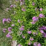 Phlox paniculata 整株植物