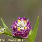 Polygala curtissii Flower