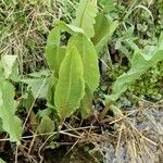 Rumex hydrolapathum Frunză