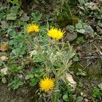 Centaurea solstitialis Mosusu