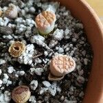 Lithops pseudotruncatellaFoglia