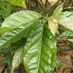 Elaeagnus caudata Hoja