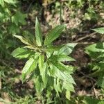 Eupatorium cannabinumLeaf